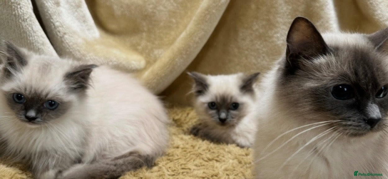 Ragdoll cats Ragdoll kittens  - Advert 1