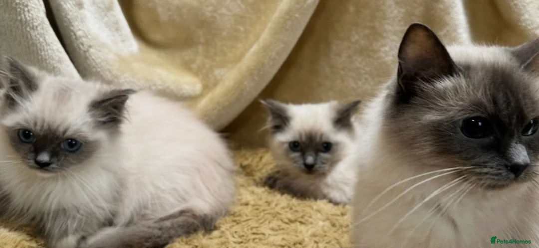 Ragdoll cats for sale: Ragdoll kittens  - Advert 1