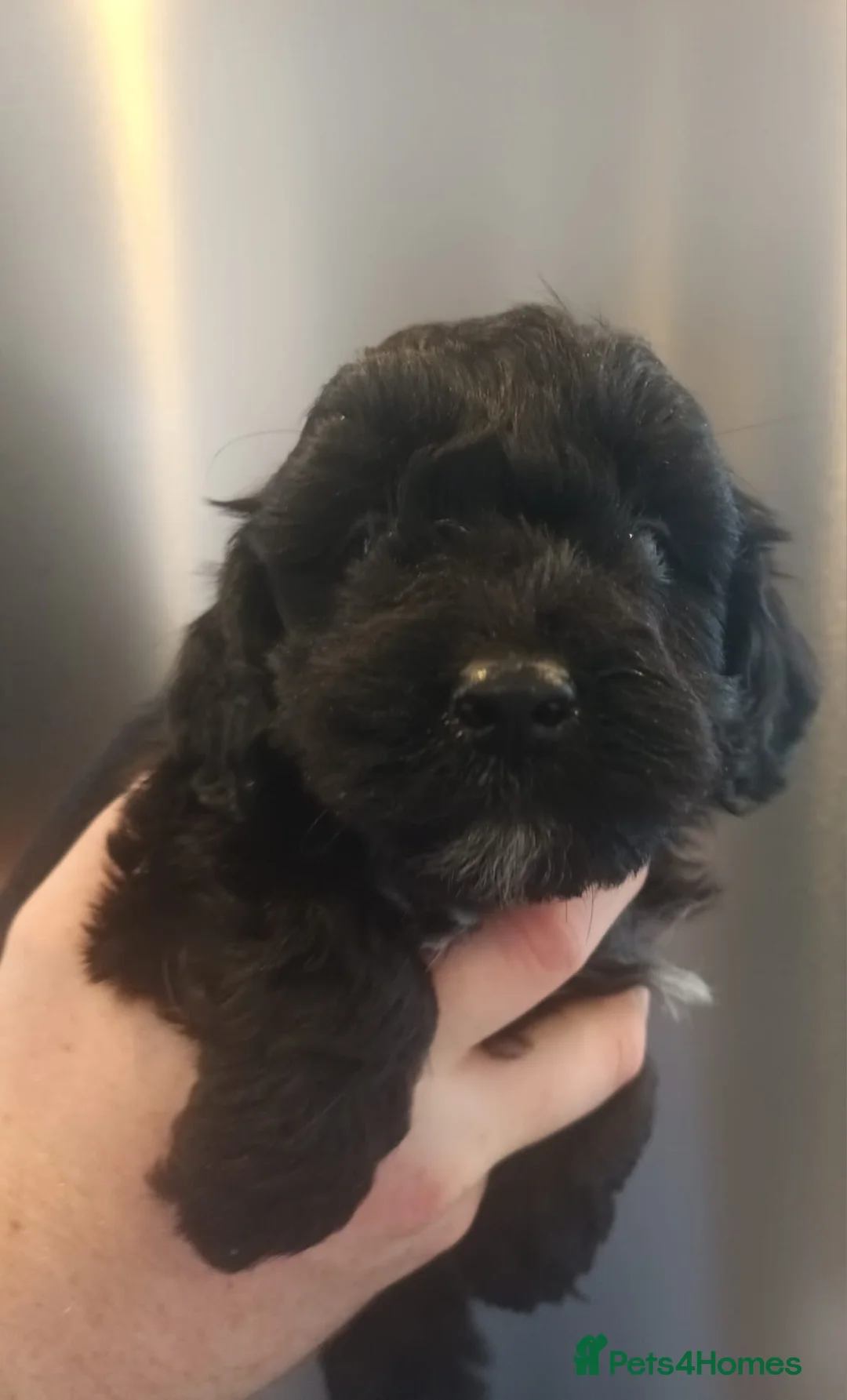 Sproodle dogs for sale: STUNNING SHOW SPRINGAPOO PUPPIES FOR SALE  - Advert 11
