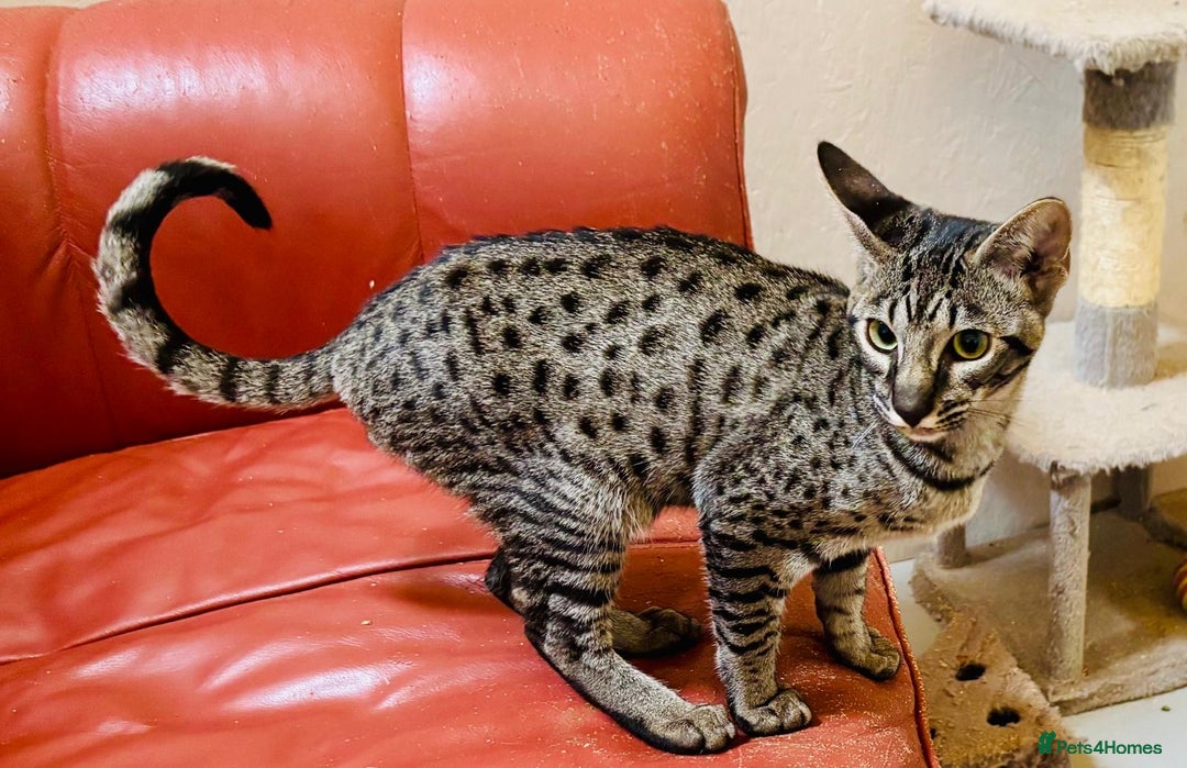 Savannah cats for sale: F7 brown & charcoal spotted savannah kittens - Image 6