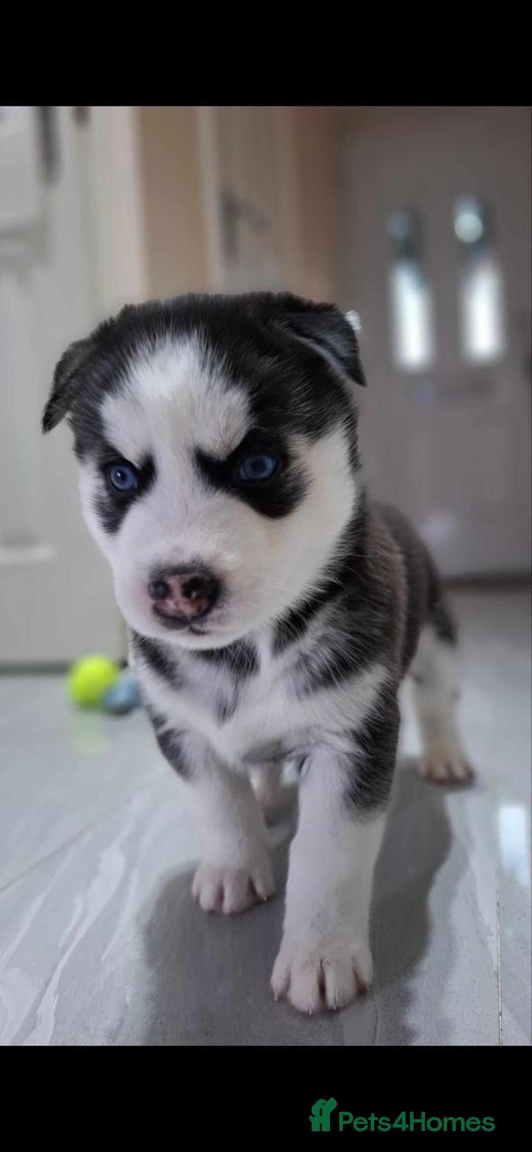 Siberian Husky dogs for sale: Siberian Huskies 1 Male 4 Female - Advert 14