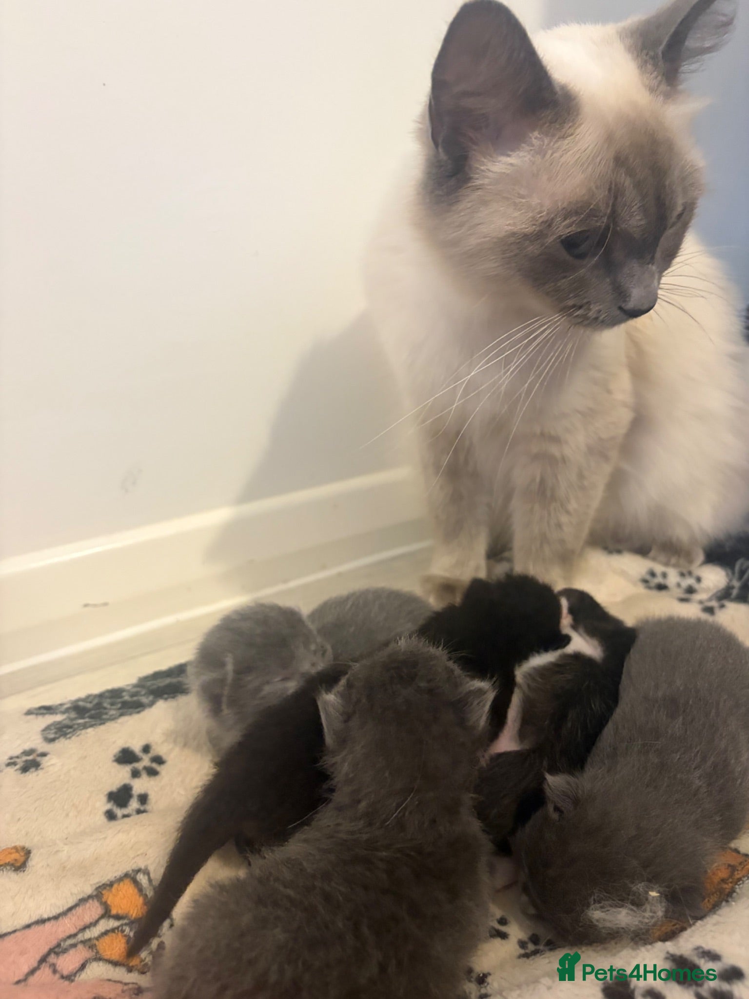 Ragdoll cats Five beautiful half ragdoll kittens available - Advert 1