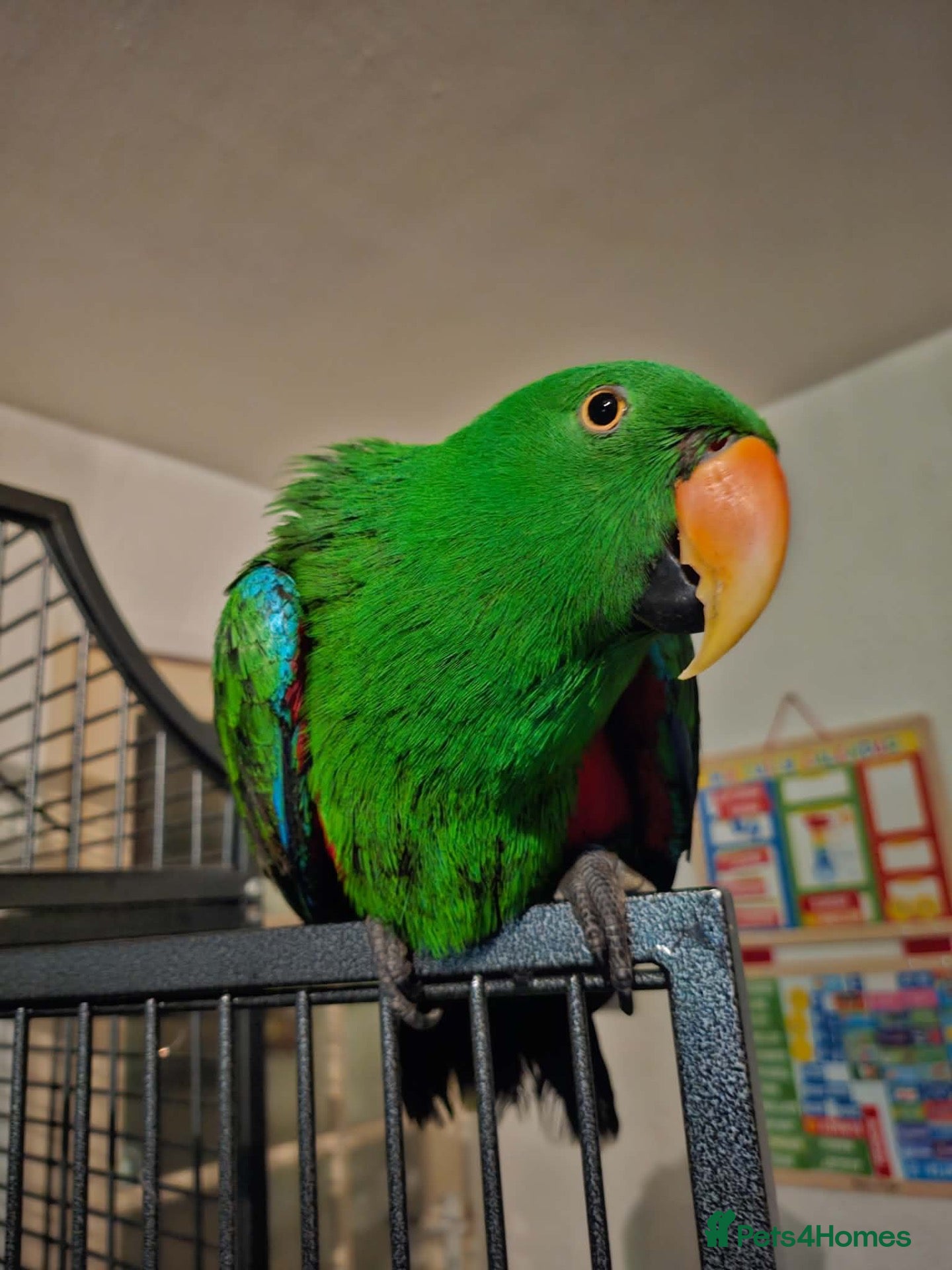 Parrots birds Talking Male Eclectus Parrot and huge cage  - Advert 8