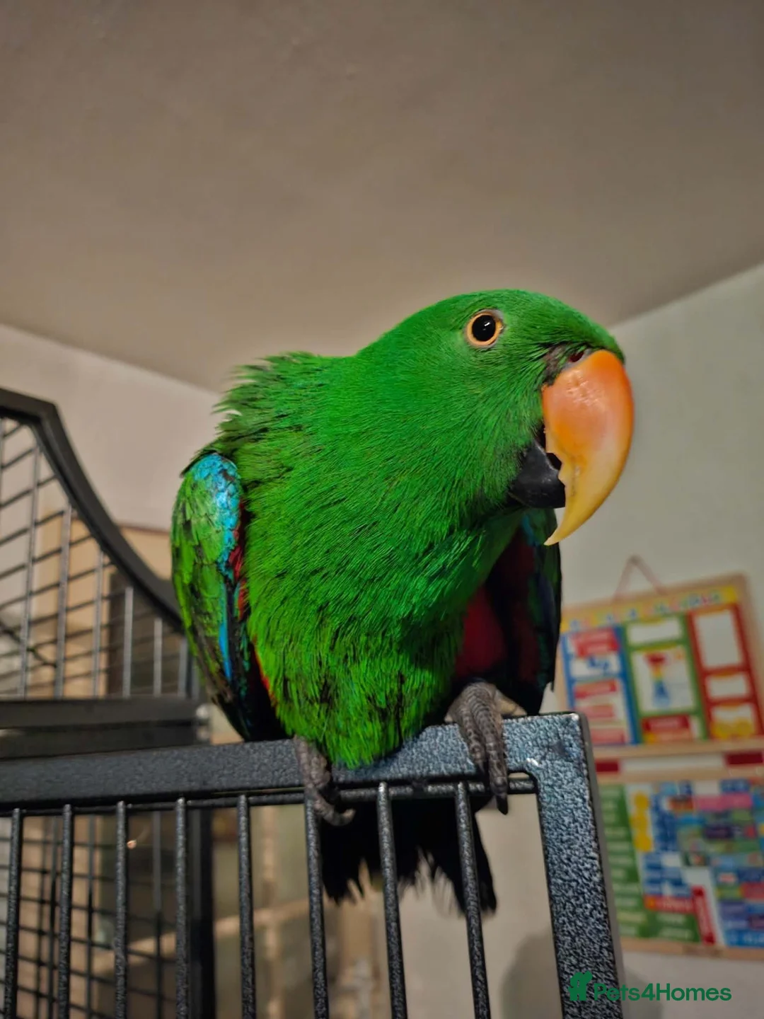 Parrots birds for sale: Talking Male Eclectus Parrot and huge cage  - Advert 1
