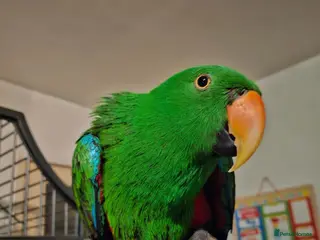 Parrots birds Talking Male Eclectus Parrot and huge cage - Advert 1