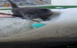 British Shorthair cats for sale: 3 beautiful kittens - Image 23