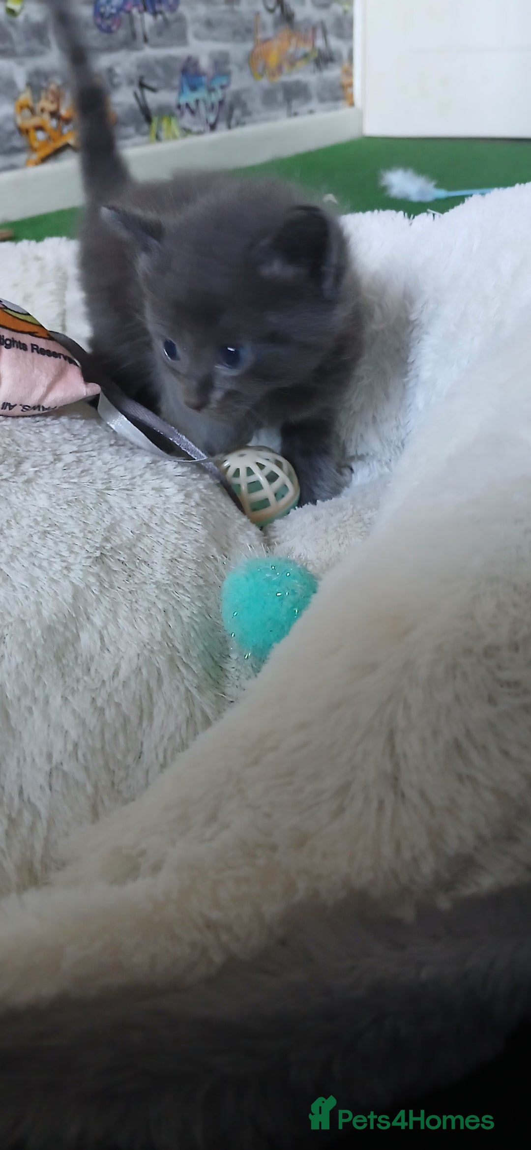 British Shorthair cats for sale: 3 beautiful kittens - Image 23