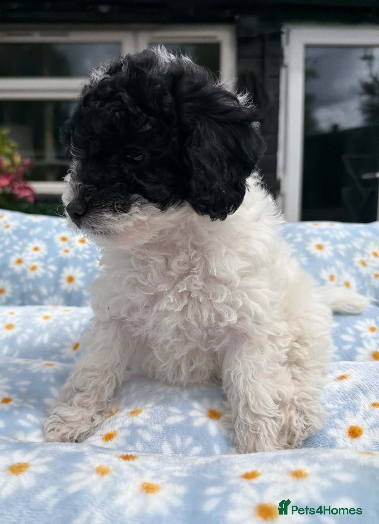 Cavapoochon dogs Beautiful cavapoo puppies 🐶 READY NOW - Advert 2
