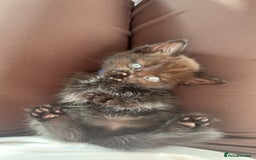 British Longhair cats for sale: British longhair cross ragdoll kittens for sale! - Image 3