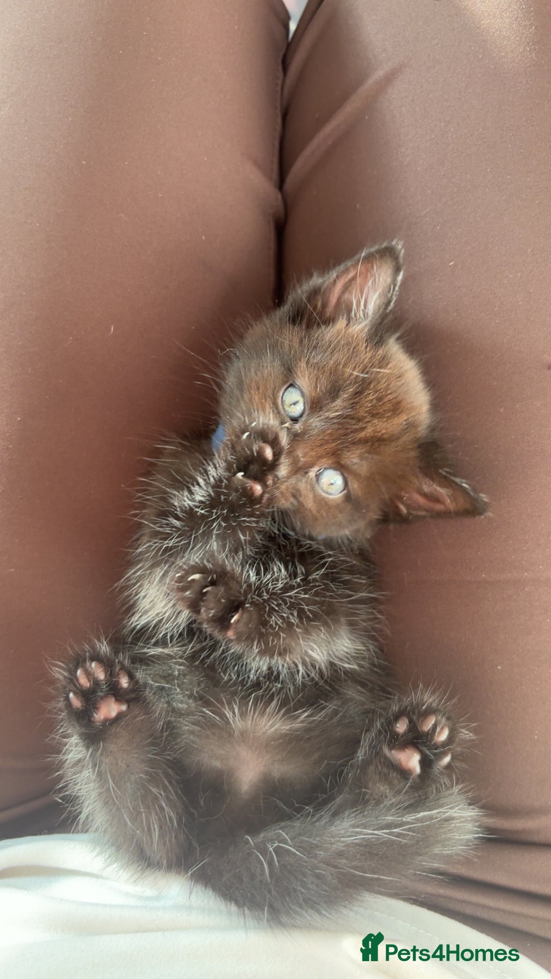 British Longhair cats for sale: British longhair cross ragdoll kittens for sale! - Image 3