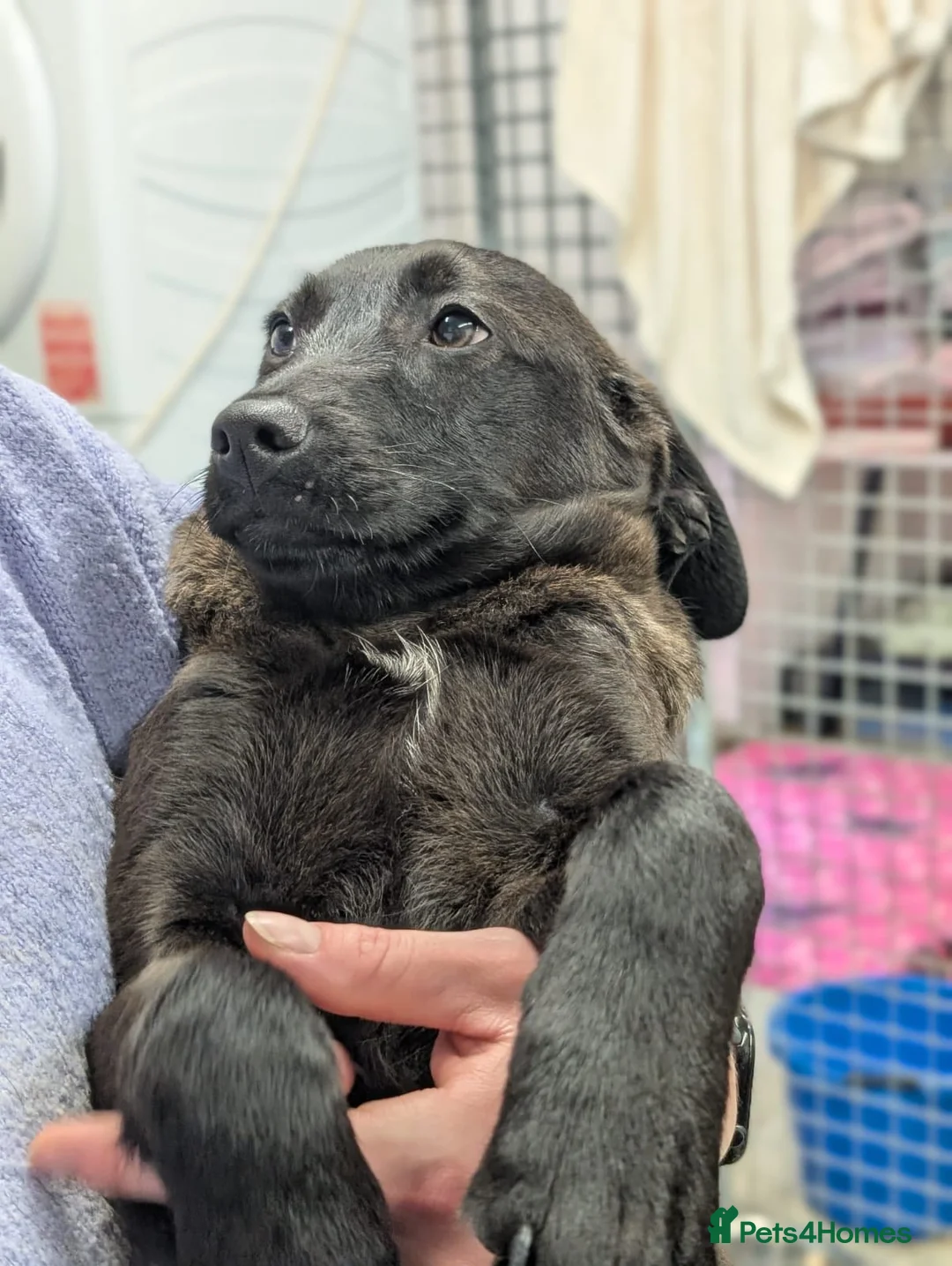 Mixed Breed dogs for adoption: Diesel - In Ayr Looking for a home - Advert 5