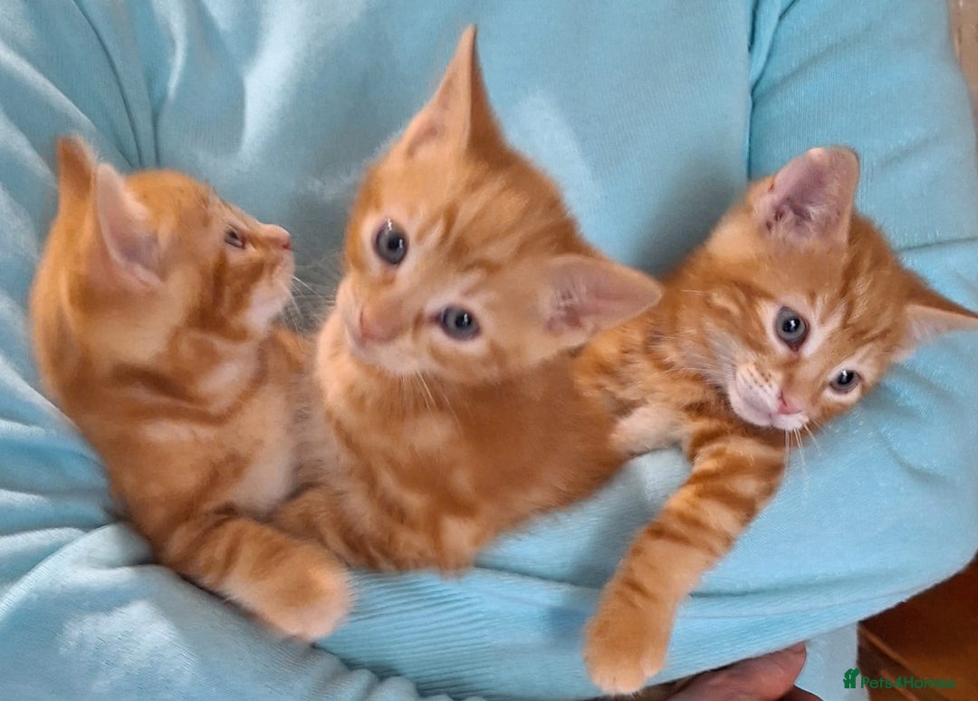 Mixed Breed cats for sale: Amazing, beautiful kittens 3 boys, 2 girls - Image 29