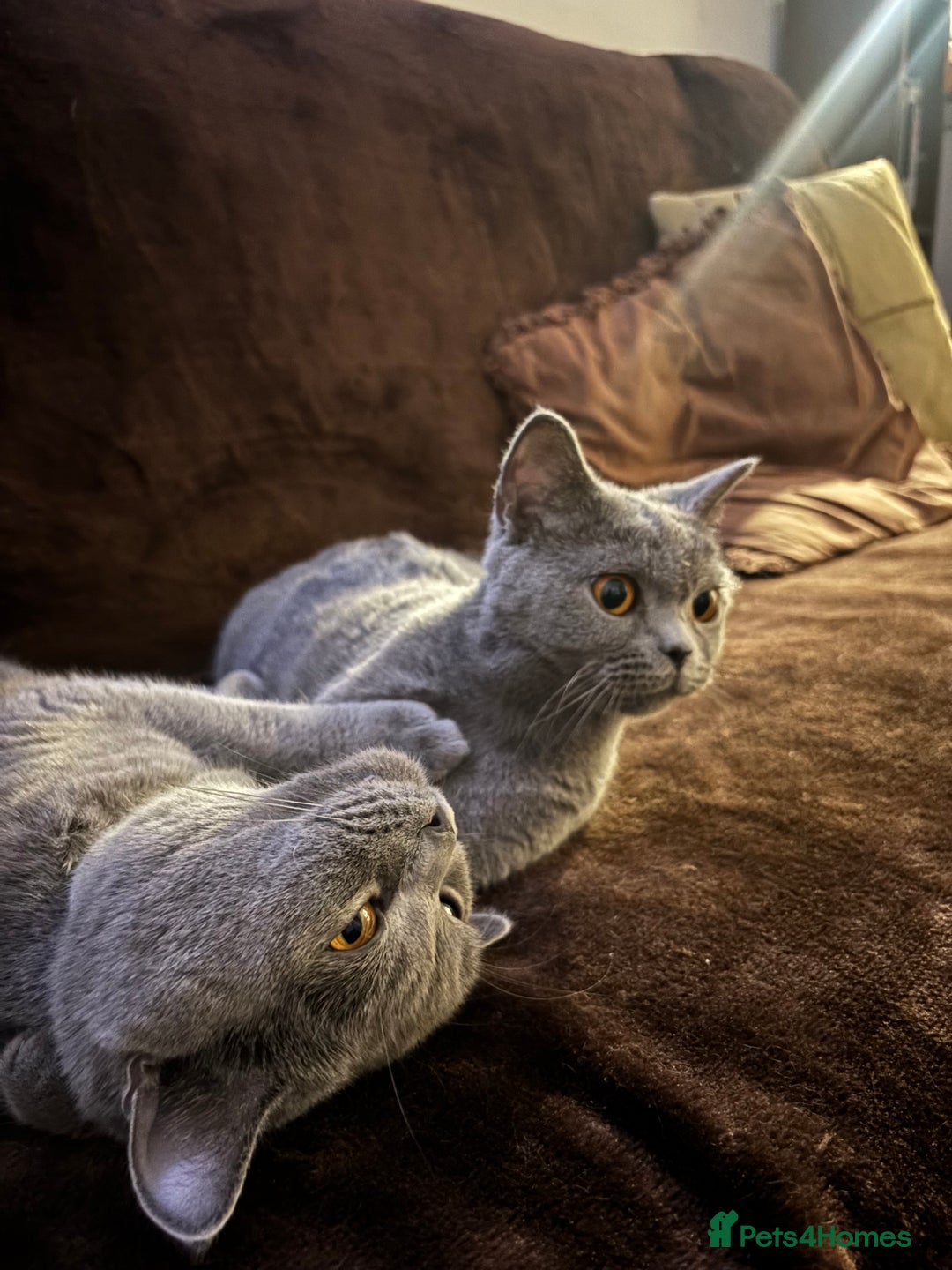 British Shorthair cats for sale: TICA registered purebreed BritishShorthair Kittens - Advert 17