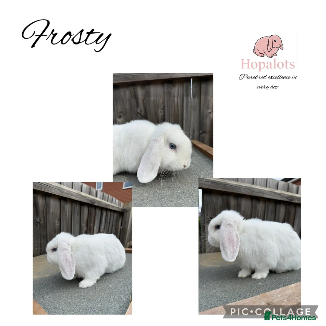 Mini Lop rabbits for sale: Pure mini lops - Advert 5