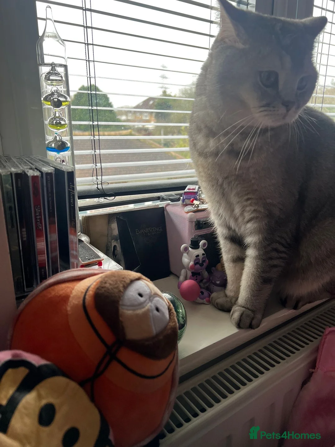 British Shorthair cats for sale:  Loving Home Wanted for Gizmo 🐾 - Advert 4