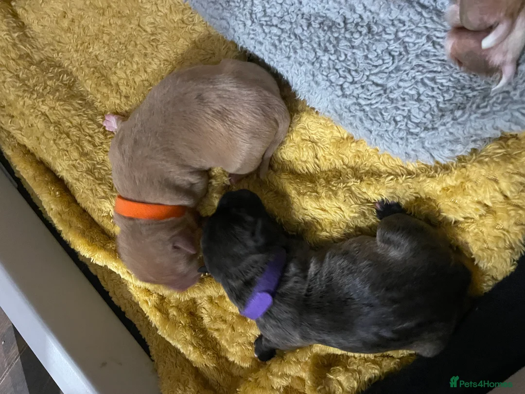 Mixed Breed dogs for sale: American bully X American bulldog puppies  - Advert 9