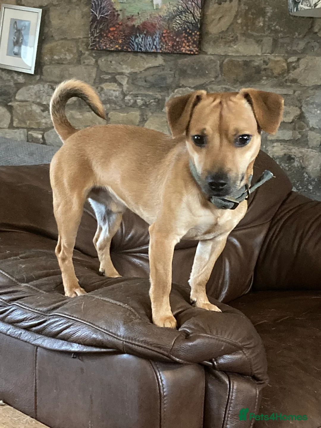 Mixed Breed dogs for sale: BEAUTIFUL BORDER JACK PUPPIES - Advert 10