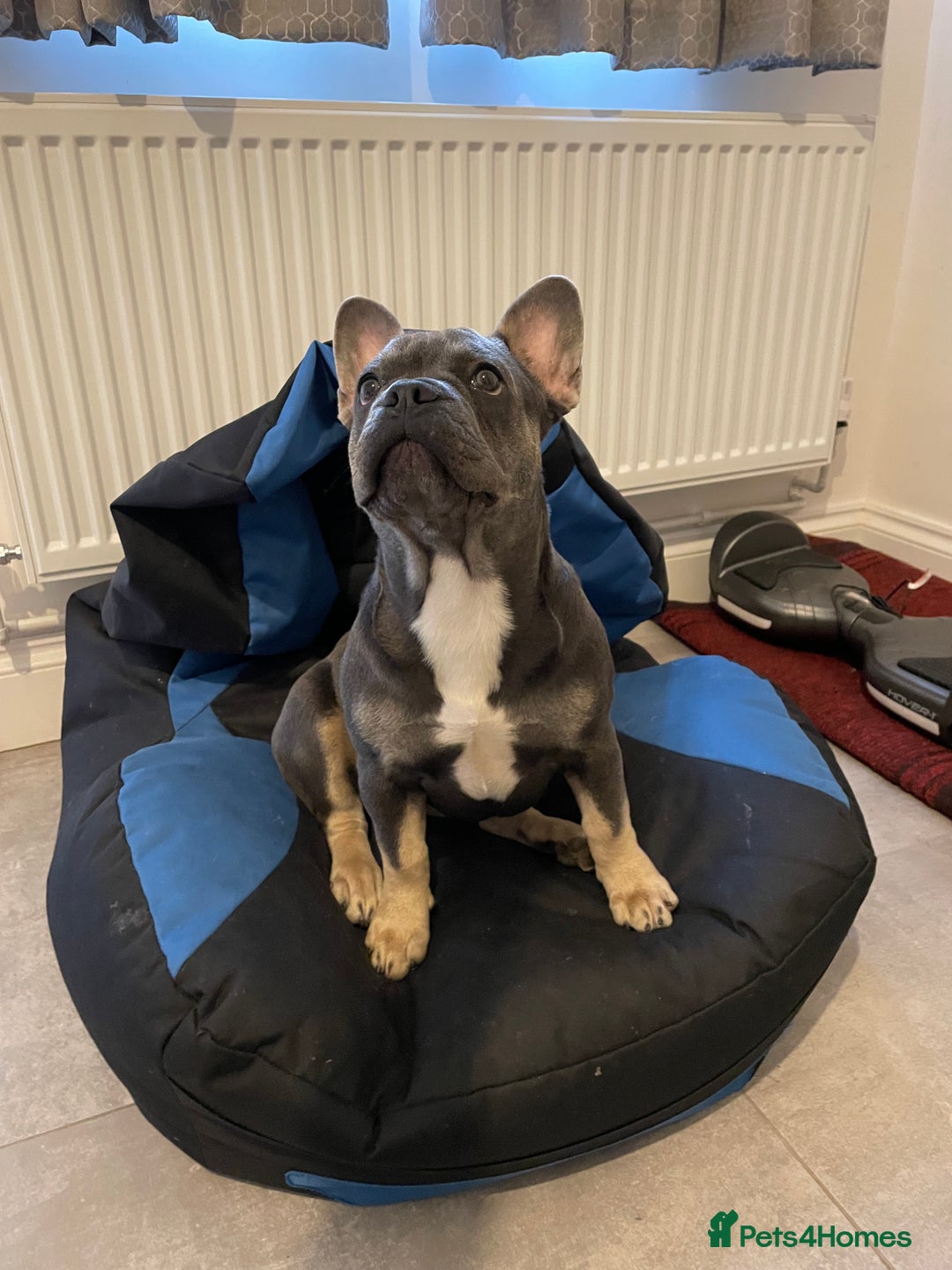 French Bulldog dogs for sale: French bulldog puppy Blue & Tan - Image 4
