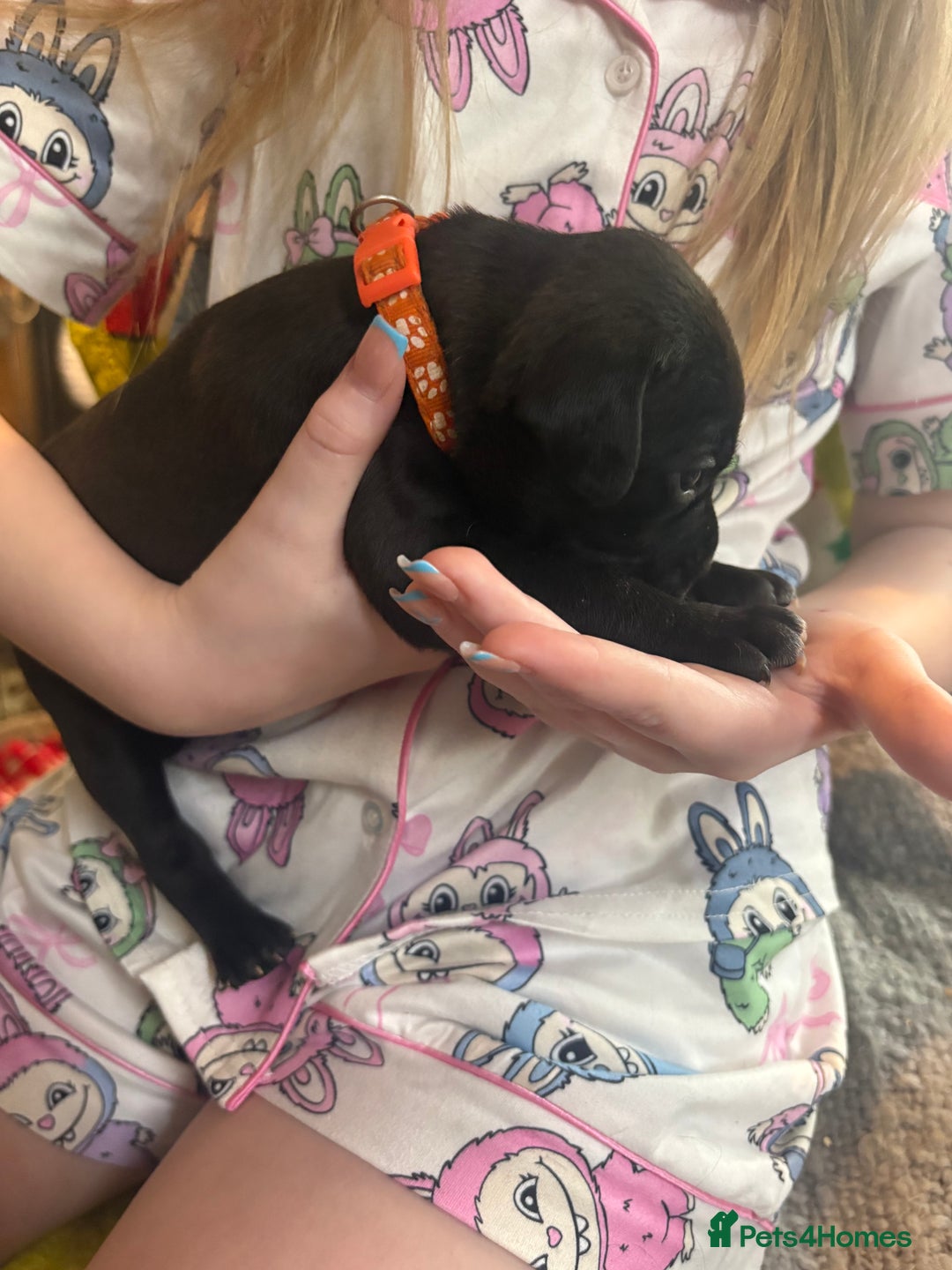 Mixed Breed dogs for sale: Staffy pups - Advert 20