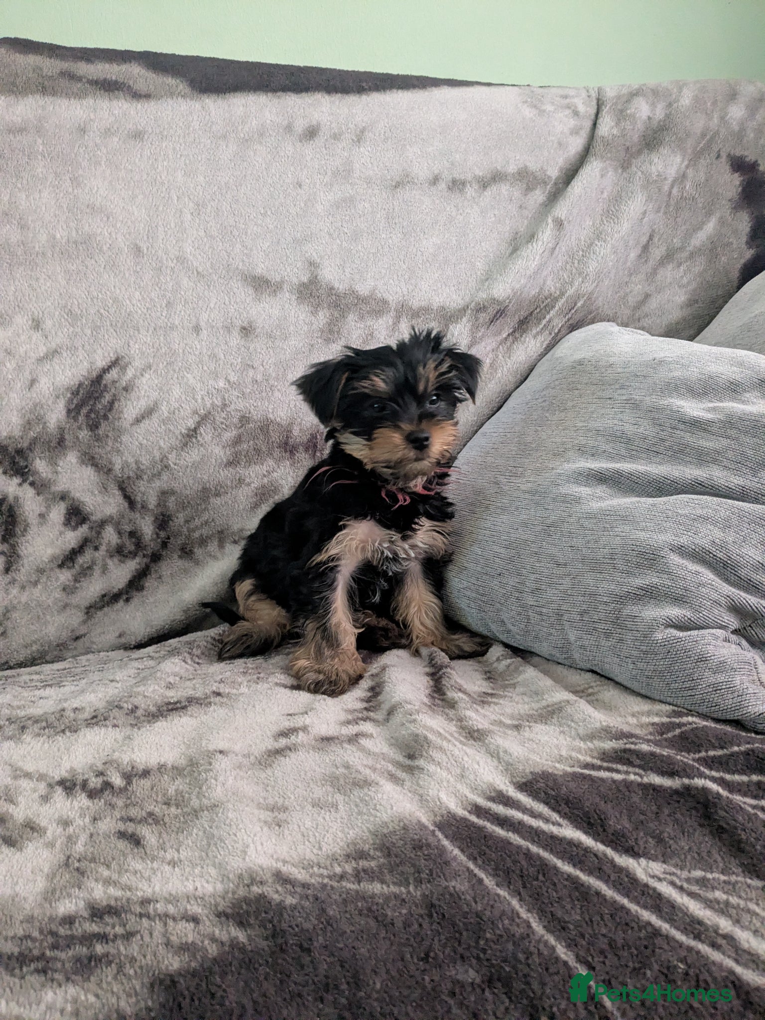 Yorkshire Terrier dogs 4 puppies for sale! - Advert 10