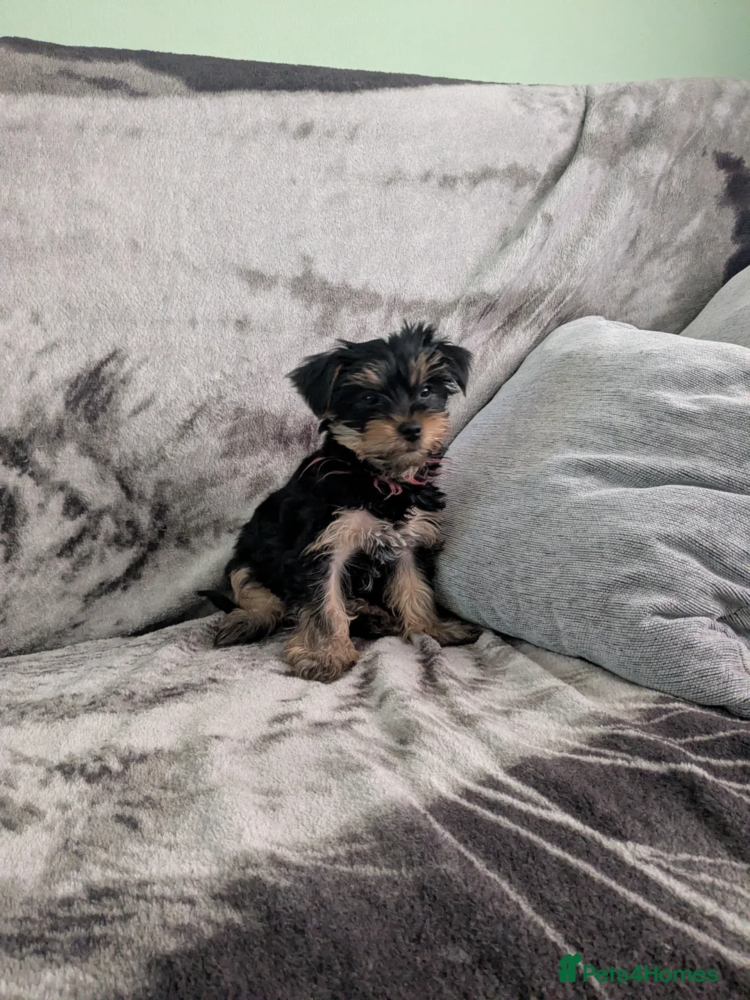 Yorkshire Terrier dogs for sale: 4 puppies for sale! - Advert 1