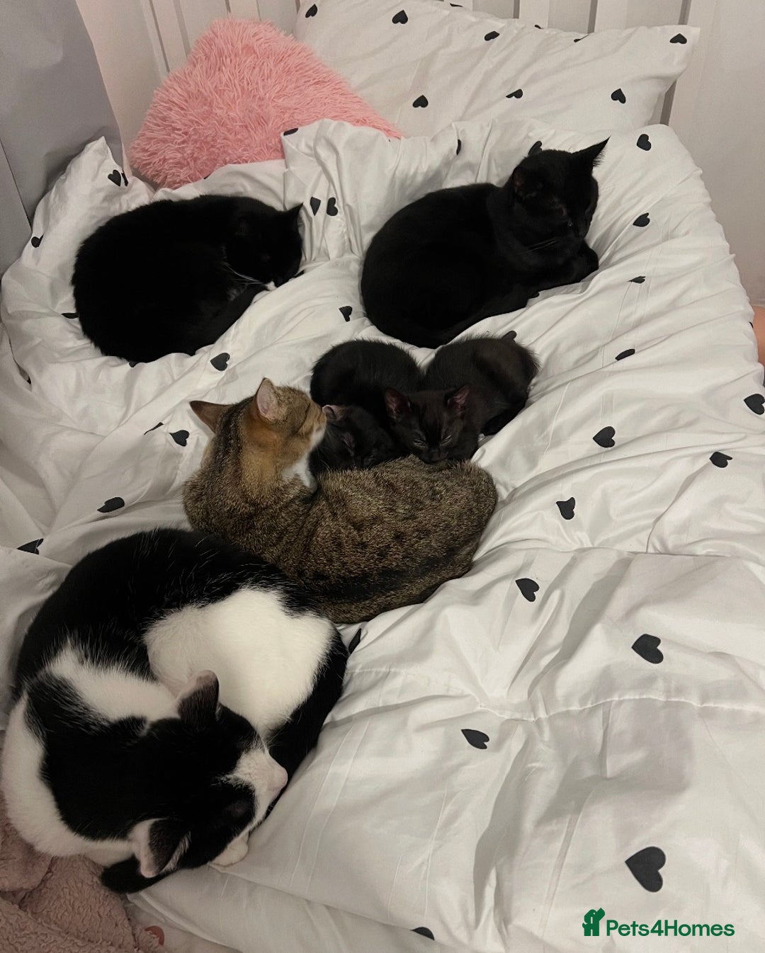 Mixed Breed cats for sale: girl kitten ready to go  - Advert 15