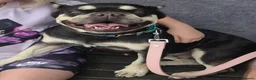 French Bulldog dogs for sale: Beautiful Tan French Bulldog  in Telford - Advert 1