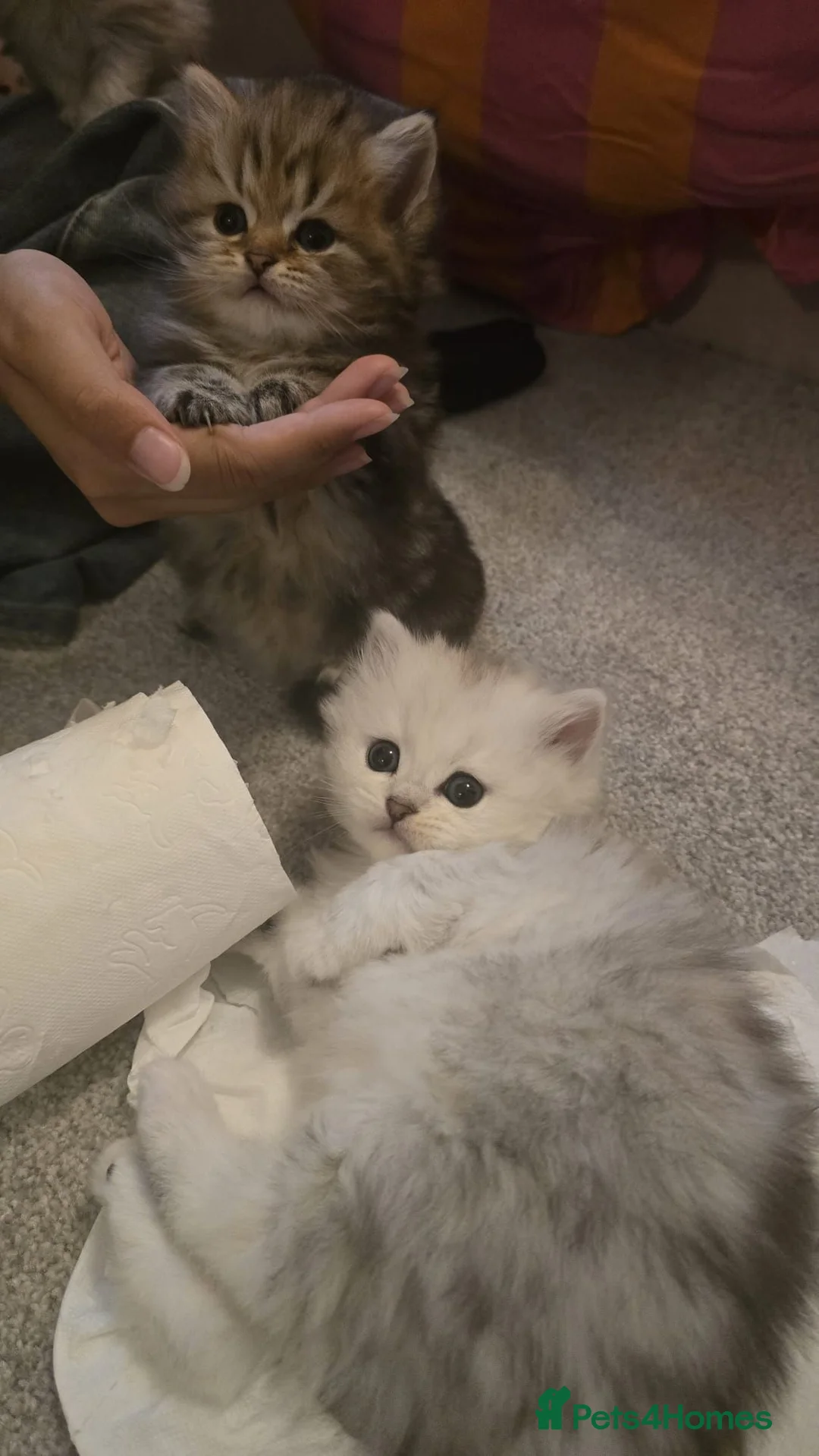 Persian cats for sale: Persian kittens for sale - Advert 1