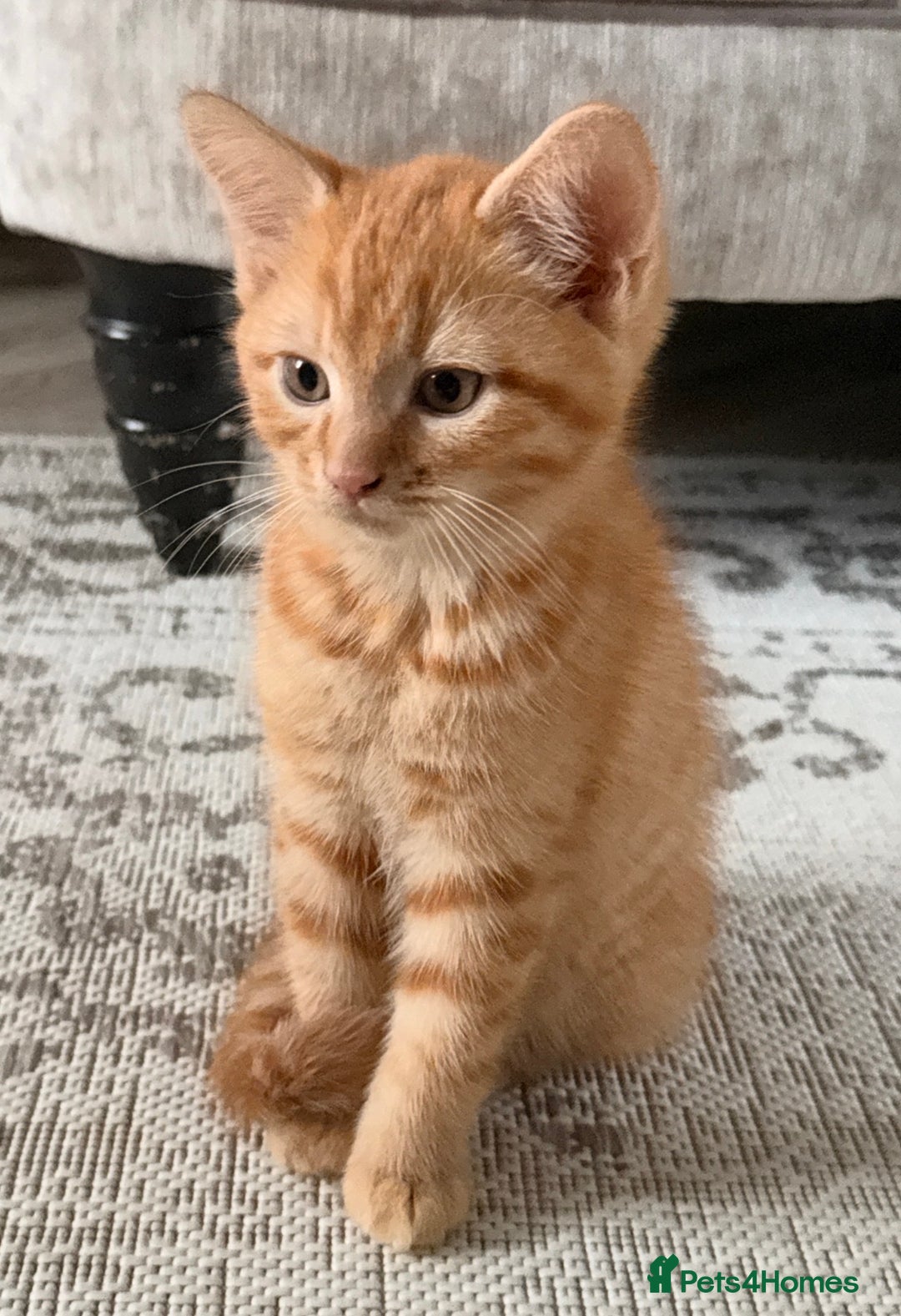 Mixed Breed cats for sale: Beautiful ginger kittens boys !!! - Advert 6