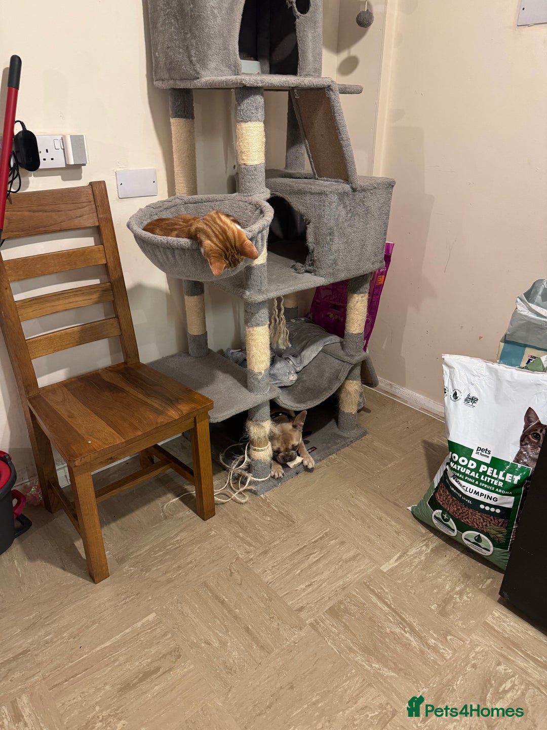 British Shorthair cats for sale: Two gorgeous ginger boys to go together  - Advert 15