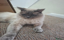 Ragdoll cats for sale: *RAGDOLL Male for sale* - Image 3