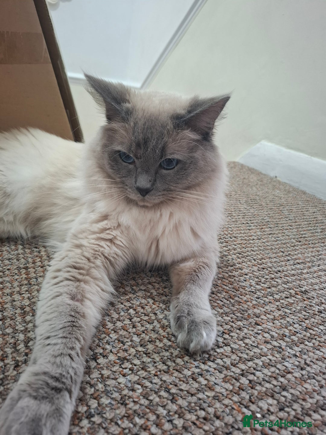 Ragdoll cats for sale: *RAGDOLL Male for sale* - Image 3