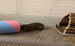 Guinea Pig rodents for sale: 2 Guinea Pigs for sale - boars. - Image 2