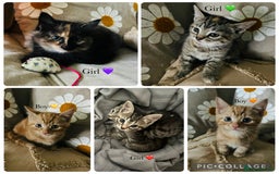 Mixed Breed cats for sale: Fluffy kittens ready on 14th Oct ❤️🧡💛💚💜 - Image 1