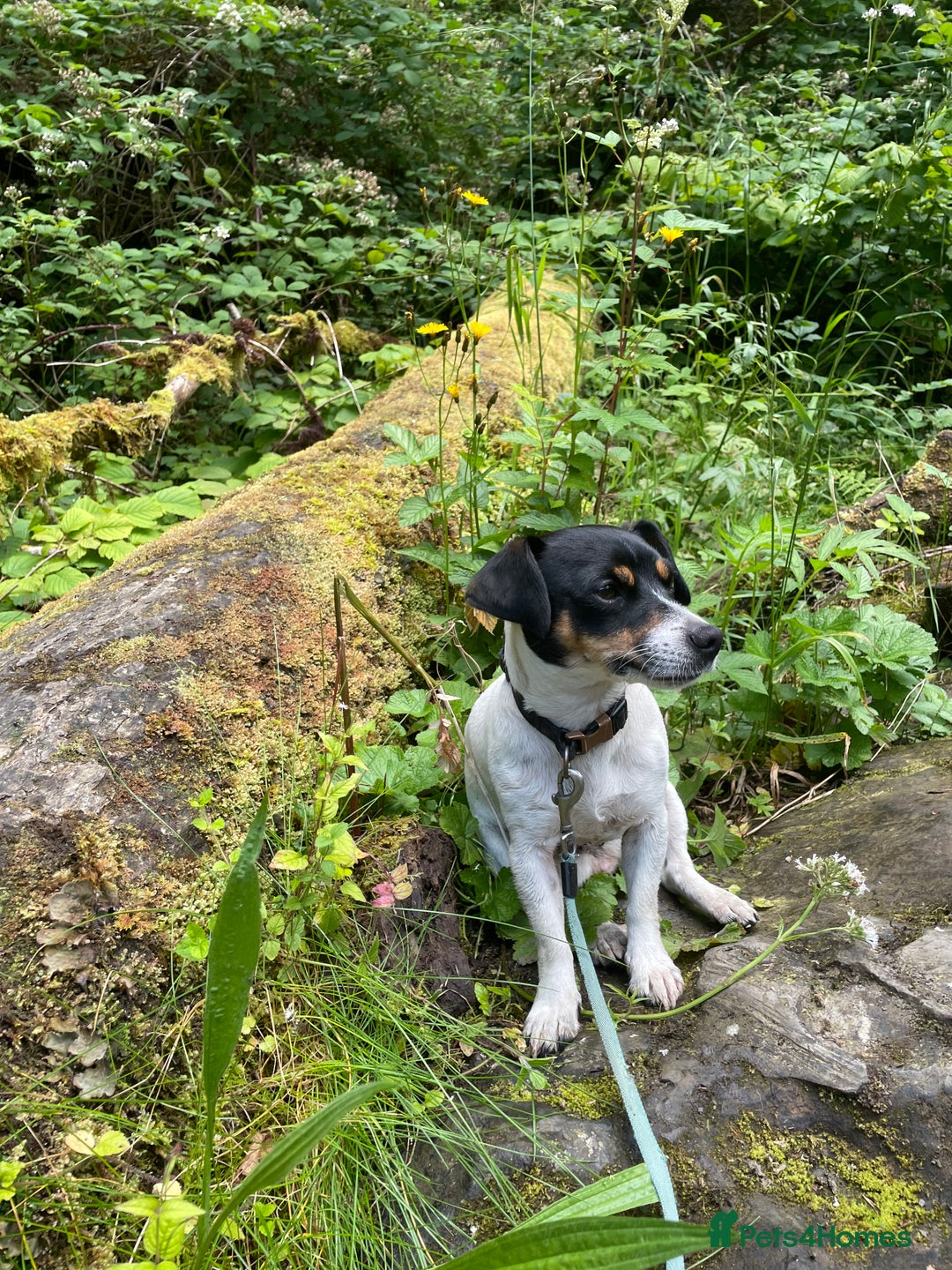Jack Russell dogs for sale: Jack Russell puppies 8 weeks old - Advert 5