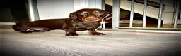 Miniature Dachshund dogs for stud: Miniature dachshund stud 18 champions in pedigree - Advert 6