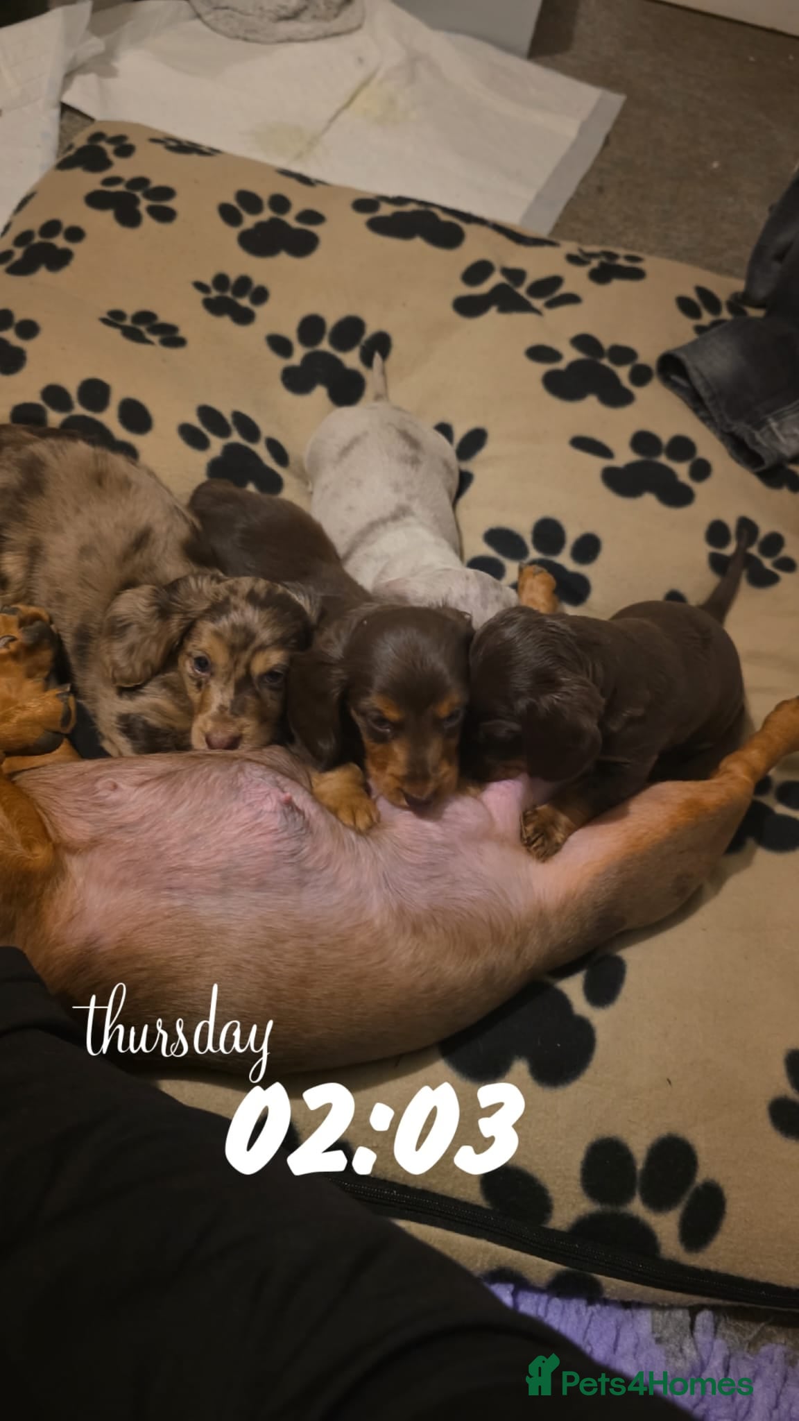 Miniature Dachshund dogs Family‑Raised Miniature Dachshund Puppies - Advert 1