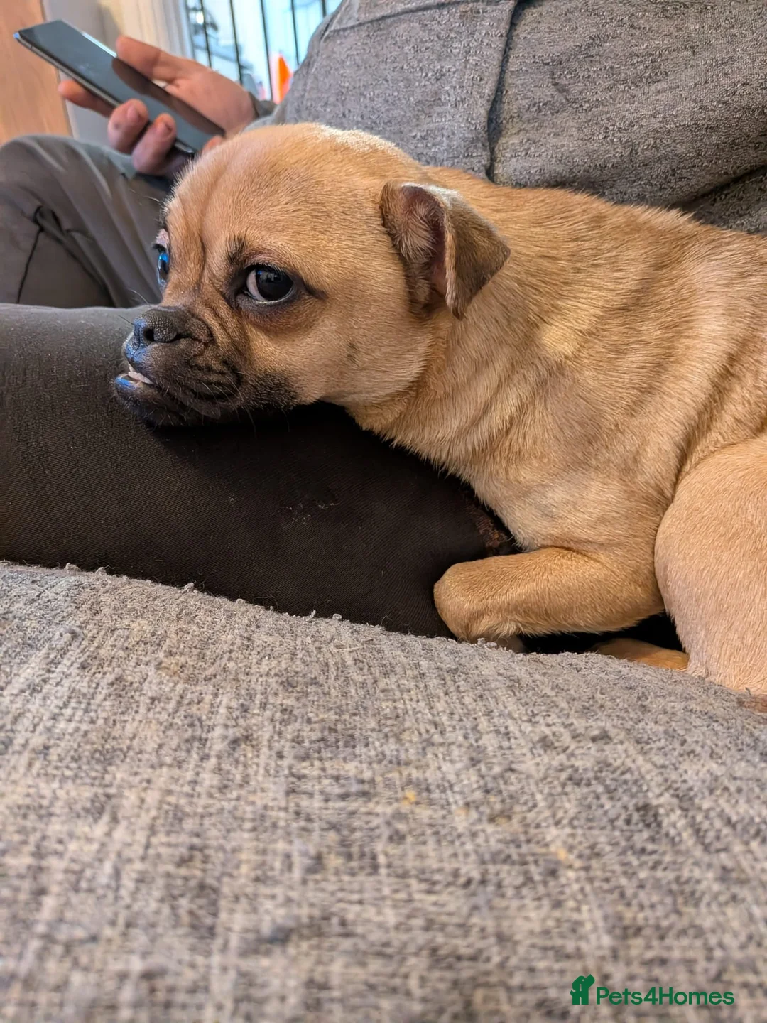 Chug dogs for sale: Tinkerbell  in Barrow-in-Furness - Advert 2