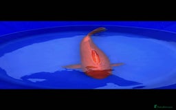 Koi Carp fish for sale: X2 KOI for sale  - Image 2