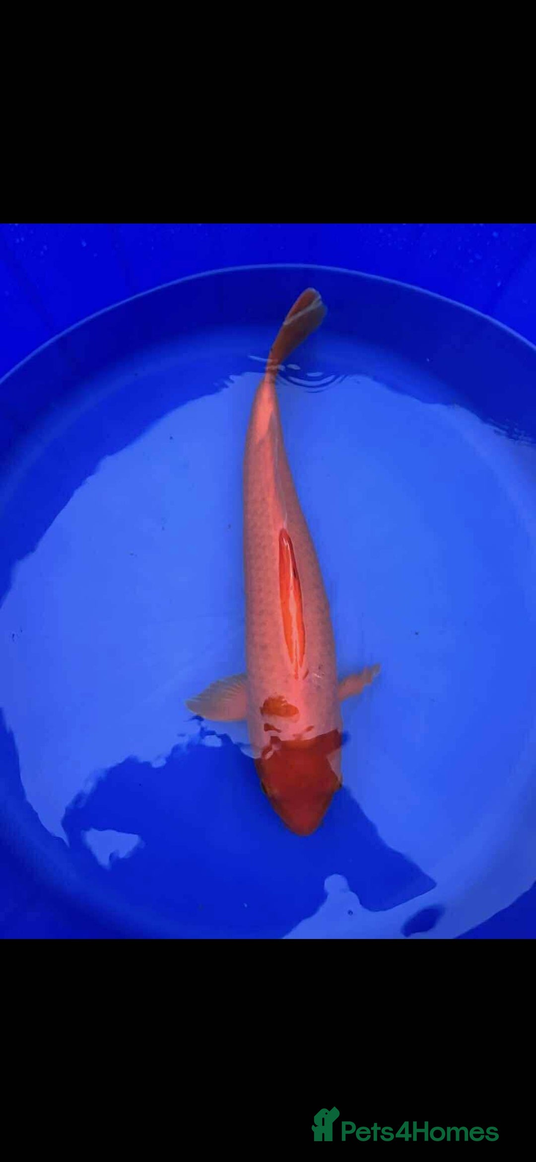 Koi Carp fish for sale: X2 KOI for sale  - Image 2