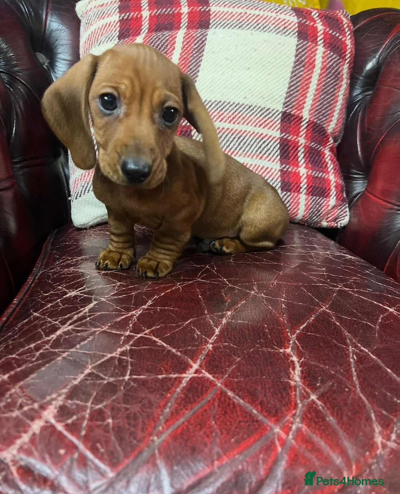 Dachshund dogs Miniature Dachshund Puppies  - Advert 8