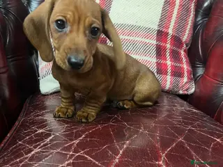 Dachshund dogs Miniature Dachshund Puppies - Advert 8