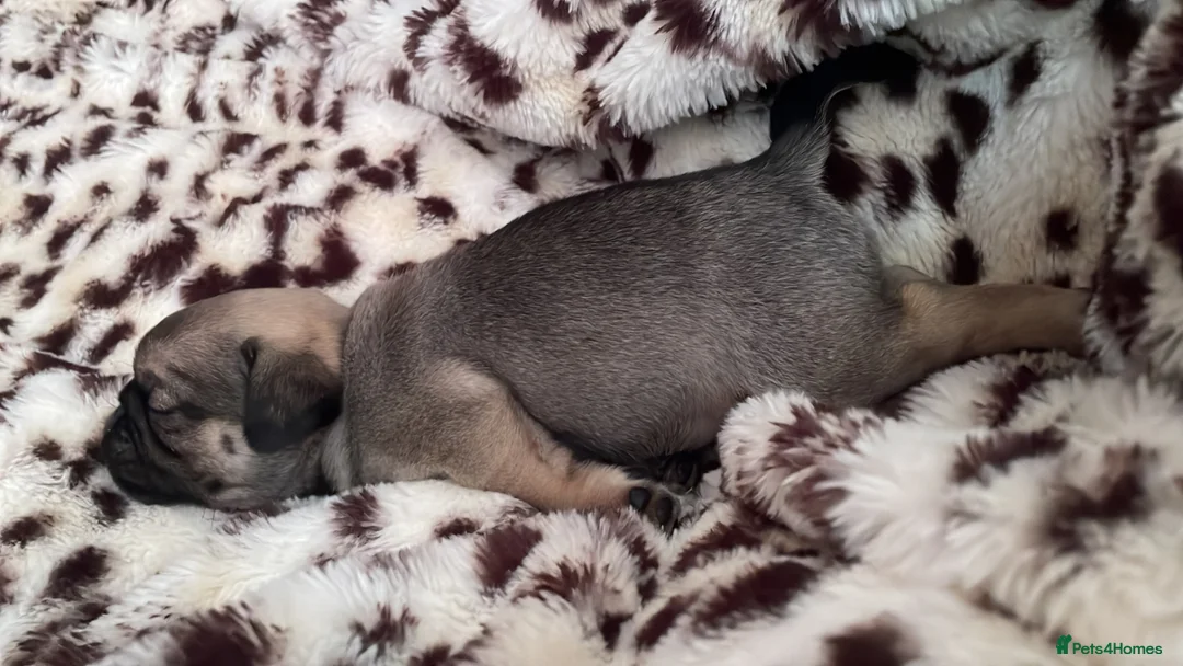 Pug dogs for sale: Pug puppies  in Scunthorpe - Advert 1