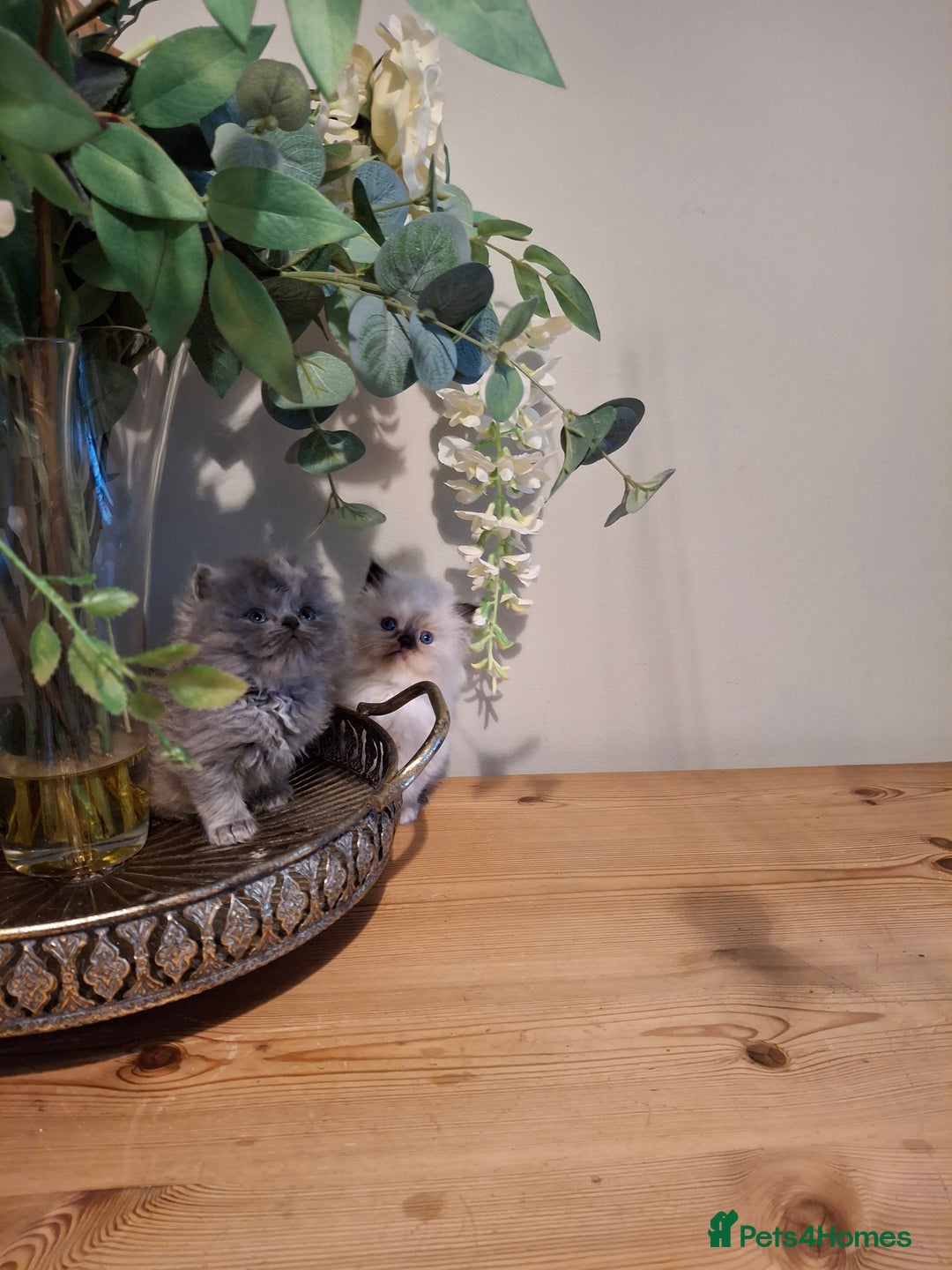 Persian cats for sale: Persian kittens - Image 10