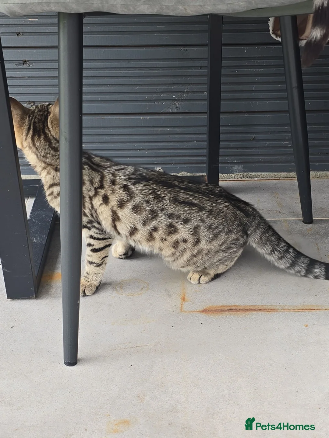 Mixed Breed cats for sale: .Bengal mix kitten in Waltham Cross - Advert 8