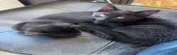 Domestic Shorthair cats for sale: 3 beautiful black kittens ready to go.  in Meifod - Advert 3