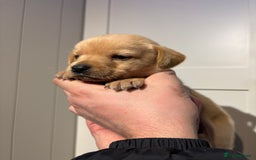 Springador dogs for sale: Labrador/Springador cross pups - Advert 27