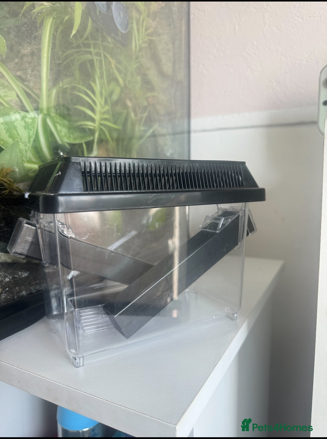 Gecko reptiles for sale: Crested Gecko & Full Established Bioactive Setup - Image 5
