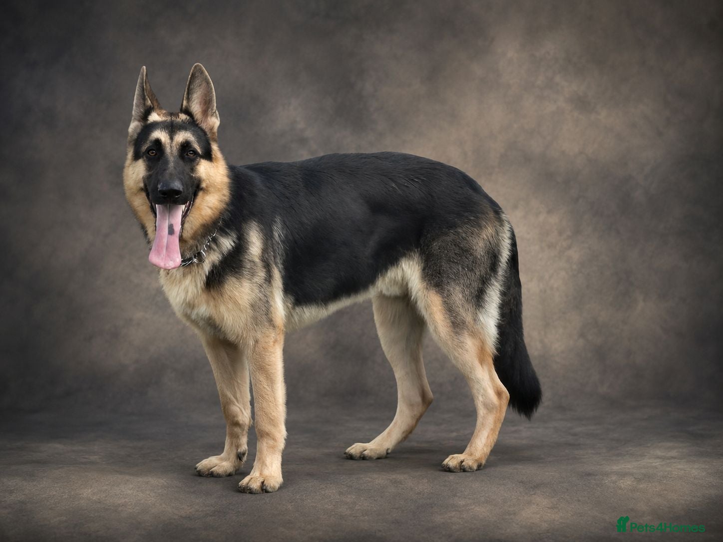 German Shepherd dogs Harvonock's King Koda @ stud - Advert 24