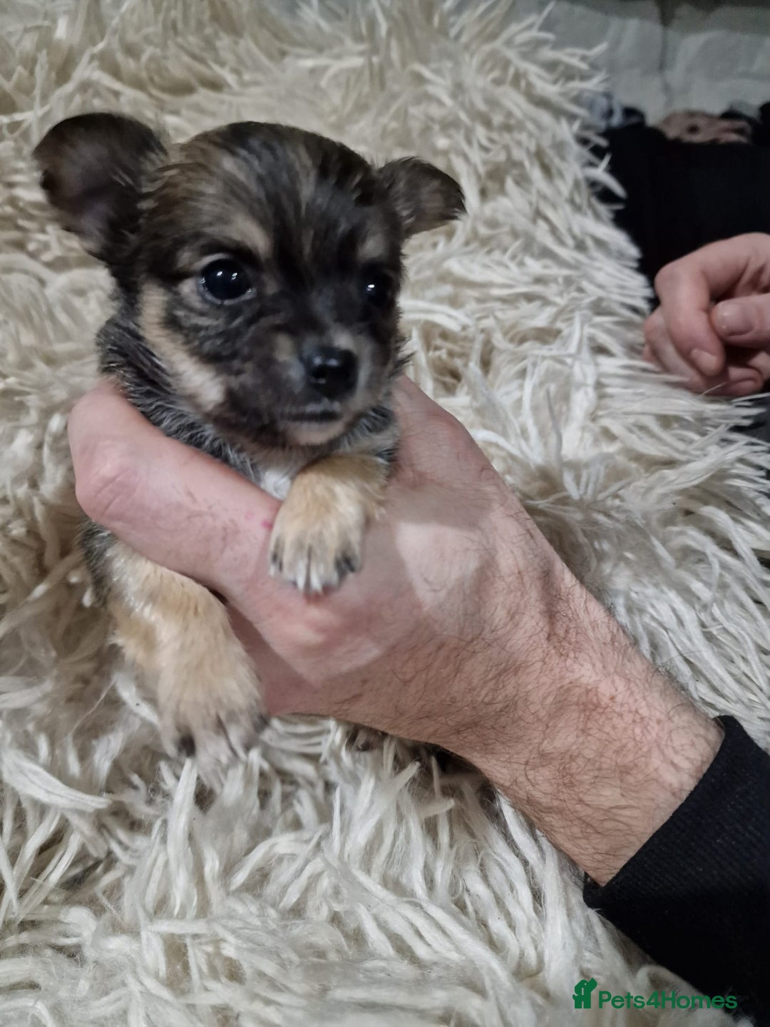 Chihuahua dogs for sale: Small chihuahuas - Advert 3